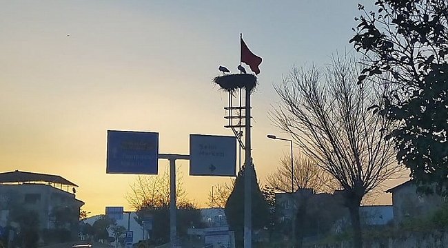 Baharın müjdecisi leylekler Aydın'a gelmeye başladı
