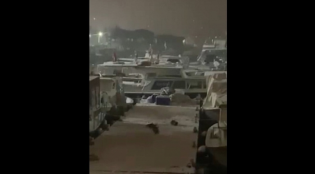 - Balıkçı barınaklarını mesken tutan su samurlarının kar keyfi