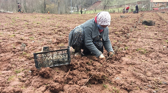Bartın'da lavanta yetiştiriciliği yaygınlaşıyor
