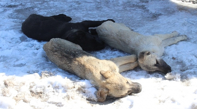 Başkentte 3 köpeğin şüpheli ölümü