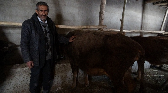 Bataklığa saplanan ineğin sahibi Mehmet Emin Amca bu kış mutlu