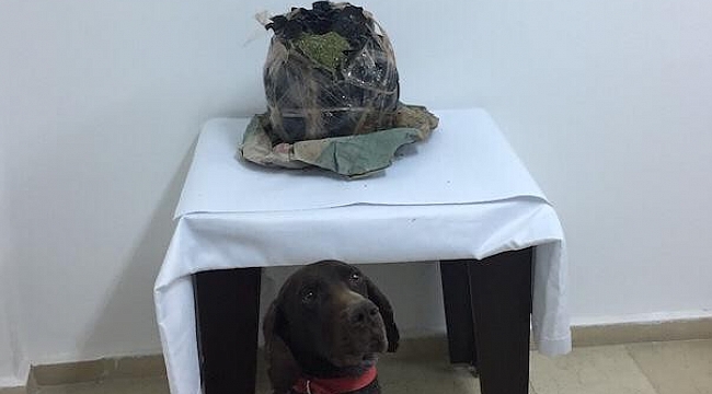 Batman'da 66 kilo esrar ele geçirildi