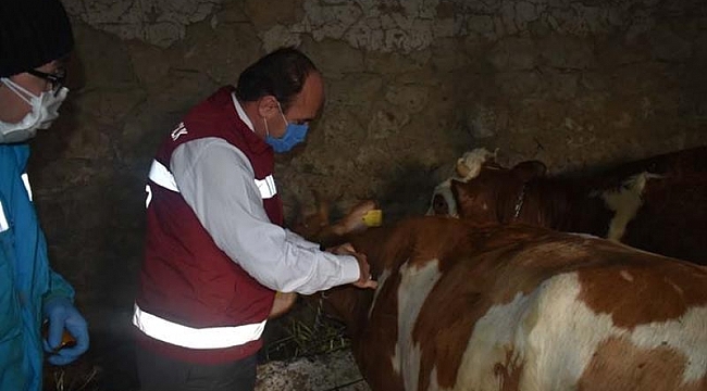 Bayburt'ta 80 bin baş hayvana şap aşısı vurularak 18 bin hayvana küpe takılacak