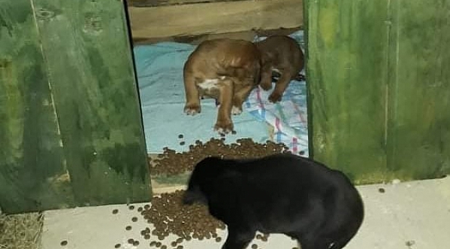 Belediye ekipleri 4 köpeği donmak üzereyken kurtardı