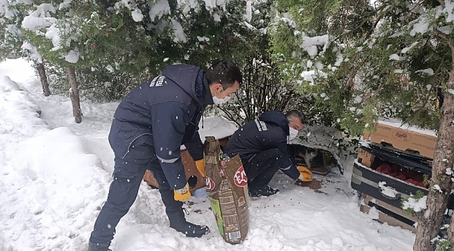 Bilecik Belediyesi sokak hayvanlarını yalnız bırakmıyor
