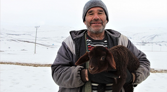 Bingöl'de dayanışma örneği, telef olan 95 kuzusu yerine 95 kuzu verildi