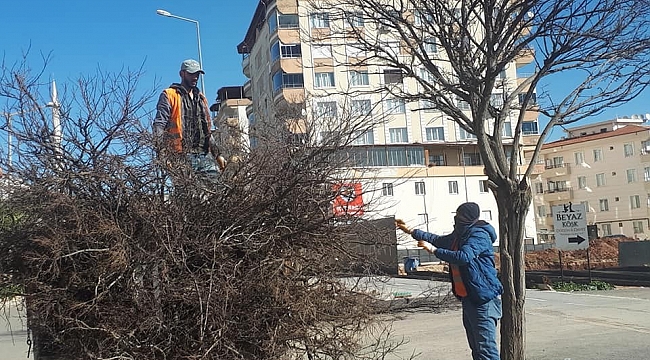 Cadde ve yollardaki ağaçların budanmaya devam ediliyor