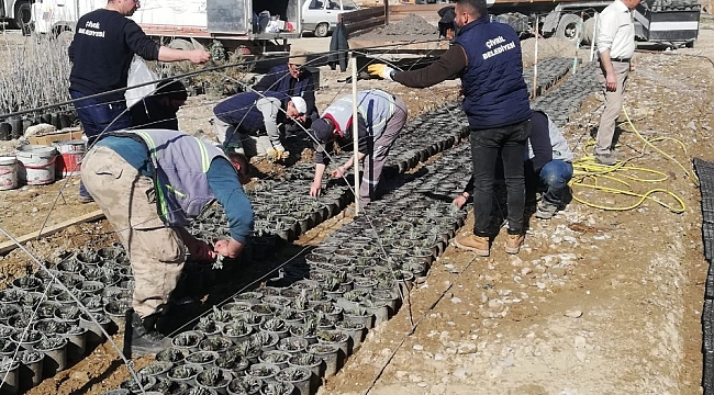 Çivril'de lavanta üretimi artıyor