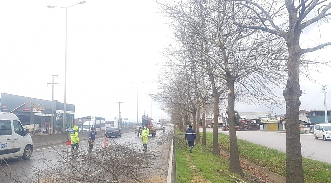 D-130'da ağaçlarda bakım ve budama yapıldı