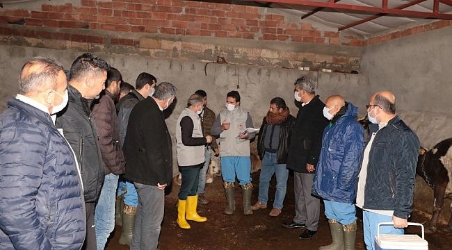 Diyarbakır'da şap aşılama kampanyası başladı