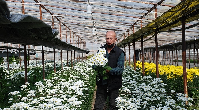 Dolu mağduru Urla'da bu kez de don endişesi