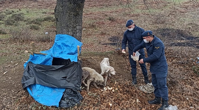 Donmak üzere olan köpeklerin imdadına jandarma yetişti