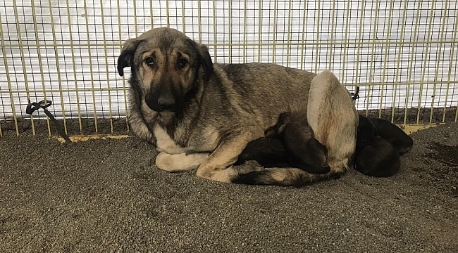 Donmak üzereyken bulunan yavru köpekler bakımevine götürüldü