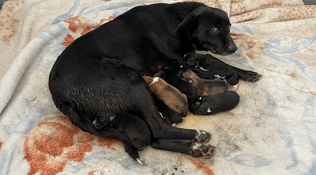 Esenyurt'ta donmaktan son anda kurtarılan yavru köpekten iyi haber geldi