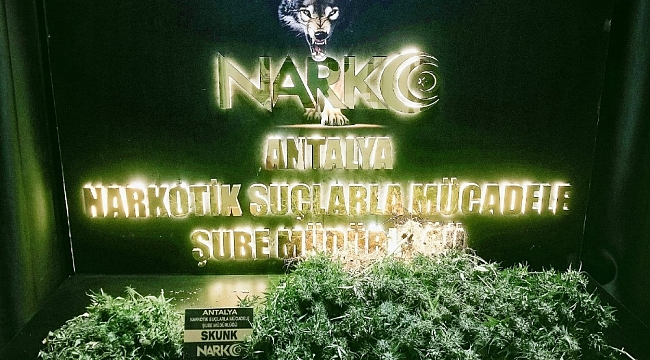 Evinde skunk yetiştiren şüpheli yakalandı