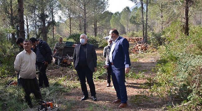 Fıstık çamları ekonomiye kazandırılacak