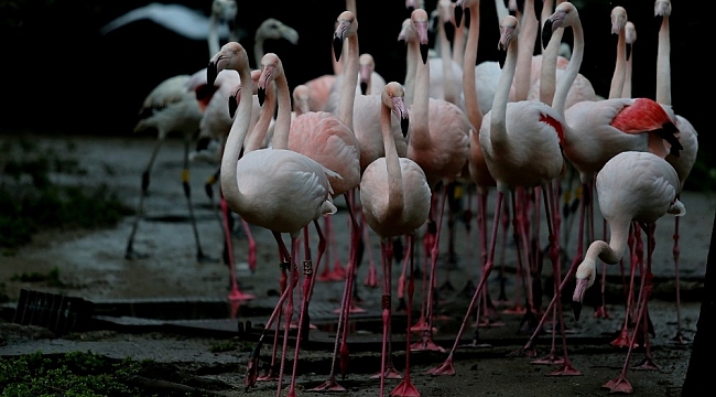 Flamingo ailesine 12 yeni üye