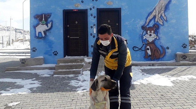 Gözleri görmeyen köpeğe Nevşehir Belediyesi sahip çıktı