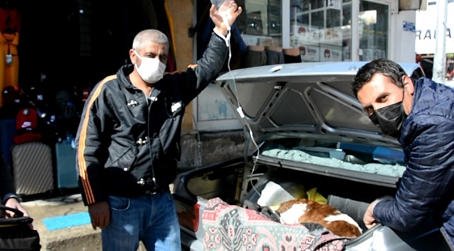 Hasta buzağı özel otomobille veterinere getirildi