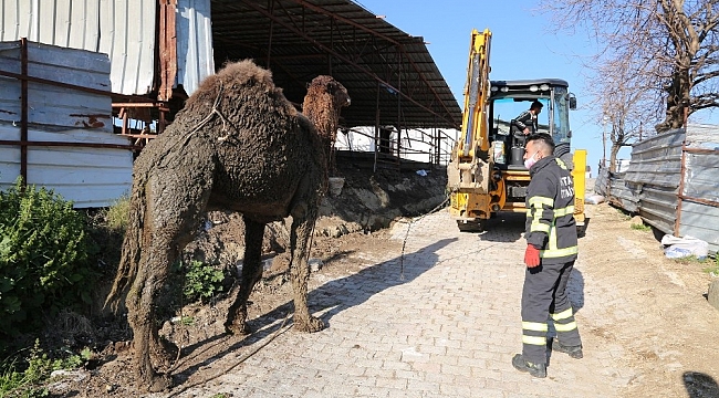 Hatay'da deve kurtarma operasyonu