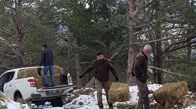 Hatay'da yaban hayvanları için doğaya 300 kilo yonca bırakıldı