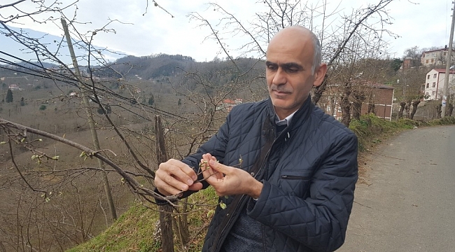 Hava sıcaklıkları fındığı olumsuz etkiledi