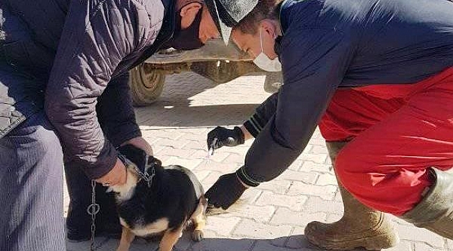 Hisarcık'ta sahipli kedi ve köpeklere kuduz aşısı yapılıyor