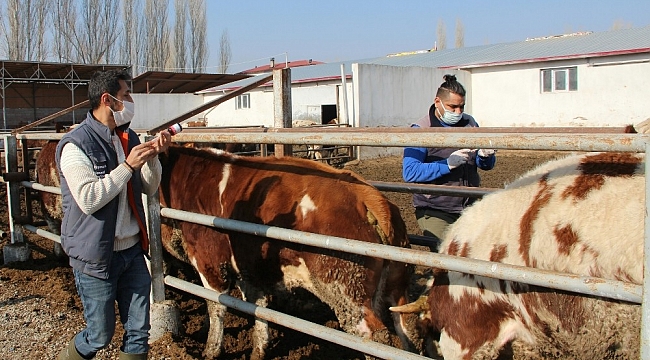 Iğdır'da ilkbahar dönemi şap aşılama kampanyası