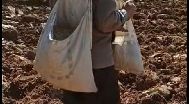 İhtiyar delikanlı traktör kullanmadan çiftçilik yapıyor