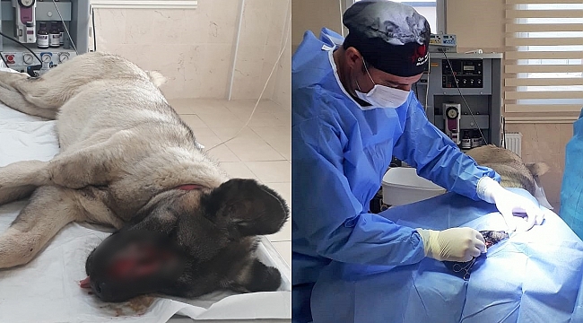 İnegöl'de Beldeşyesi ekipleri yarlı köpeği tedavi etti