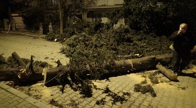 İzmir'de fırtına sebebiyle ağaç sokağa düştü
