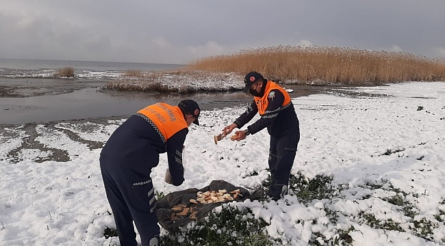 Jandarma doğadaki hayvanları unutmadı