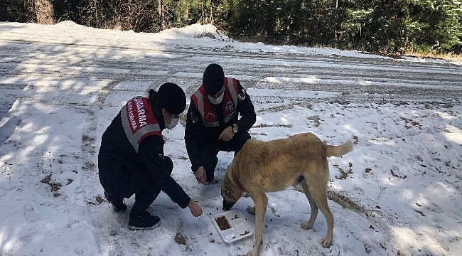 Jandarma sokak hayvanlarını zorlu iklim koşularında yalnız bırakmıyor