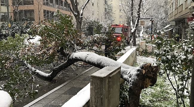 Kadıköy'de kar yağışına dayanamayan ağaç, araçların üzerine devrildi
