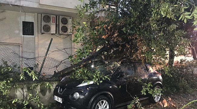 Kadıköy'de şiddetli rüzgarda park halindeki otomobilin üzerine ağaç devrildi