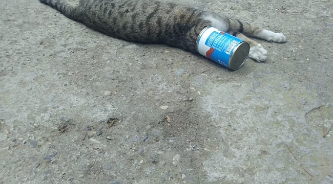 Kafası konserve kutusuna sıkışan kediyi itfaiye kurtardı