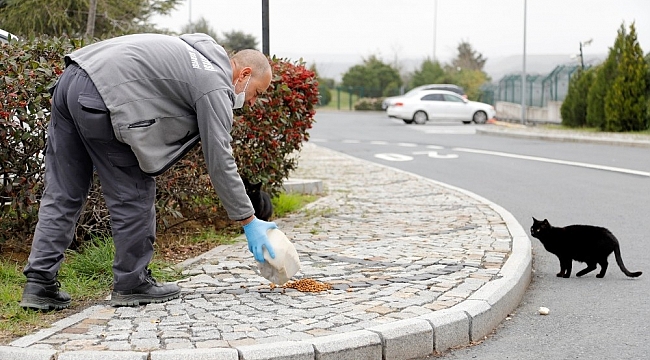 Kağıthane'de sokak hayvanları için yeni proje