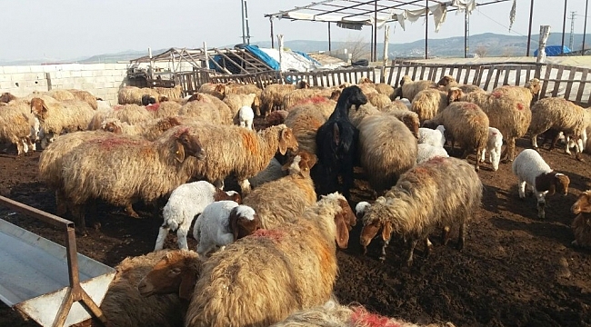 Kahramanmaraş'ta hayvancılık gelişiyor