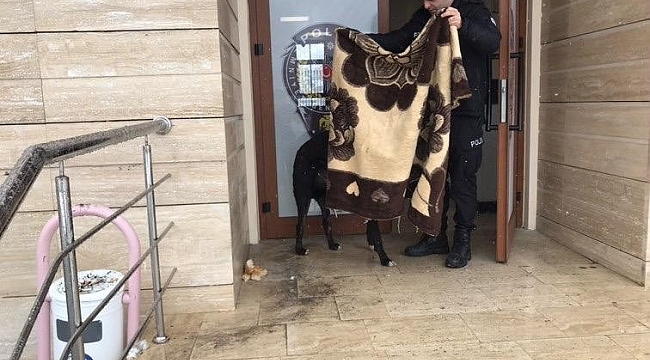 Kar yağışında üşüyen köpeğin üzerine polis battaniye örttü