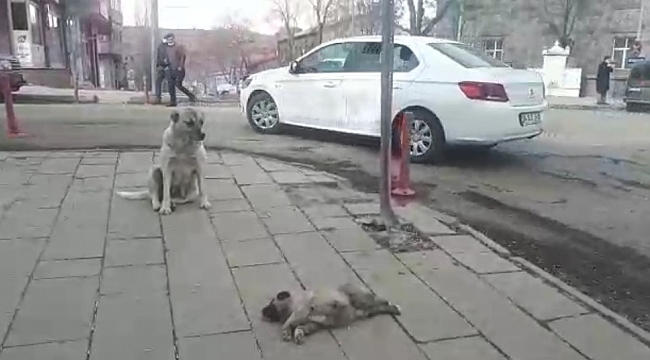 Kars'ta ölen yavrusunun başında bekleyen köpek yürekleri dağladı