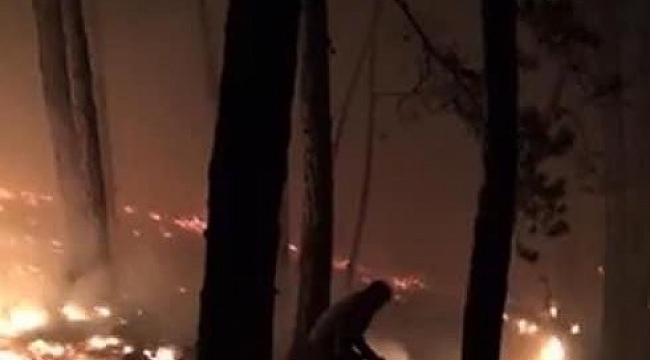 Kastamonu'da orman yangını: Ekipler müdahale ediyor