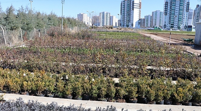 Kayapınar Belediyesi, mevsimlik çiçek ve meyve fidanlarını kendi üretiyor