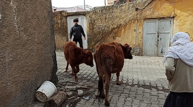Kayıp inek ve yavrusu, sosyal medya sayesinde sahibine ulaştırıldı