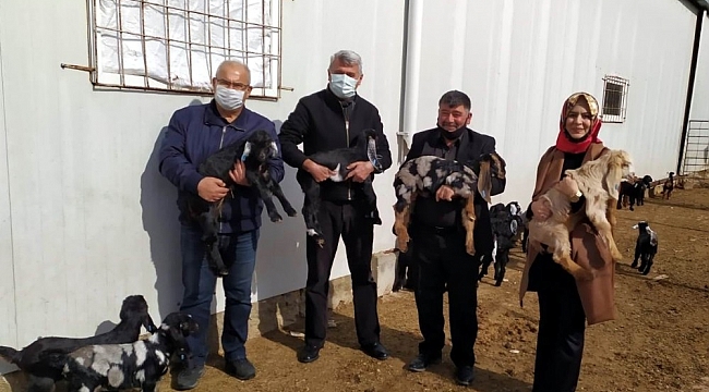 Kilis keçisi markalaşıyor