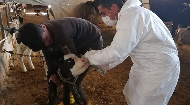 Kilis'te büyükbaş hayvanların aşılanmasına başlandı