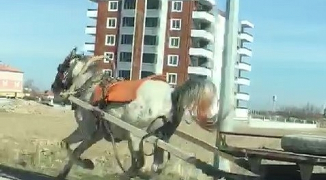Konya'da başıboş at trafikte tehlike saçtı