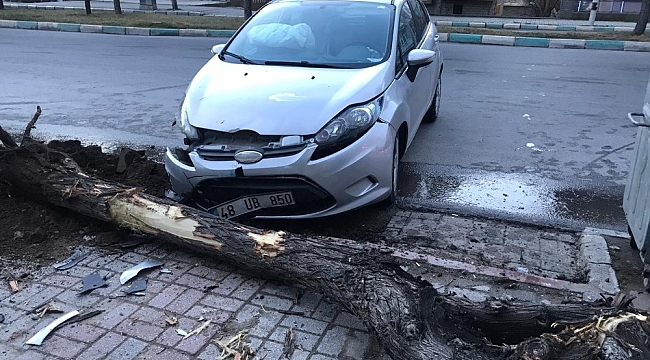 Konya'da otomobil ağaca çarptı: 1 yaralı