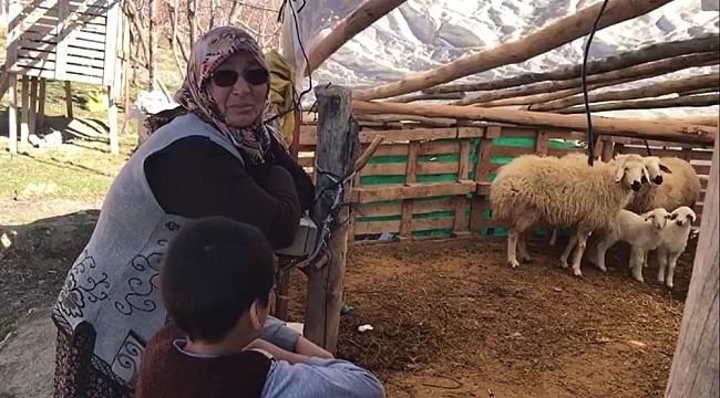 Konya'da şehit annesinin koyunları çalındı