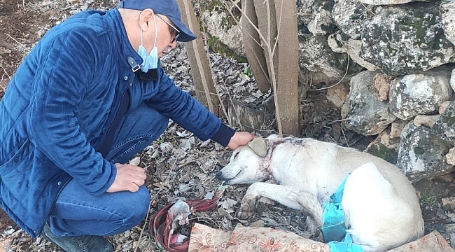 Köpeği boynundan vurup kaçtılar