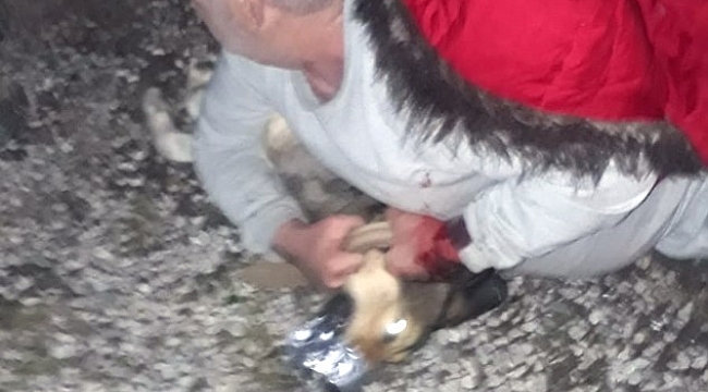Köpeğin saldırdığı vatandaşı Jandarma kurtardı